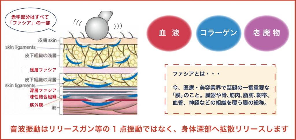 ファシアとは、筋肉や内臓などを包み込み、体全体をつないでいる「膜状の組織」です。