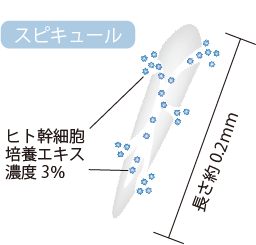 スピキュールの構造